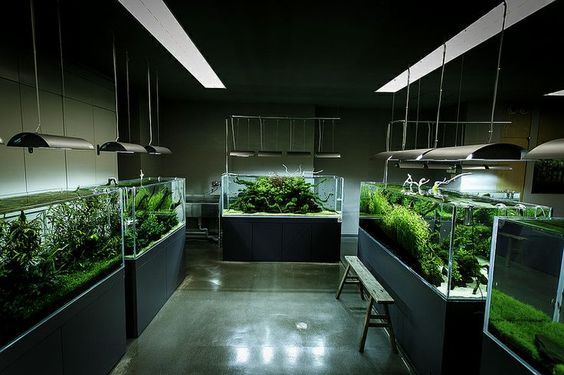 mau-thiet-ke-cua-hang-ca-canh-hien-dai-thi-cong-boi-anh-gia-khang-group.